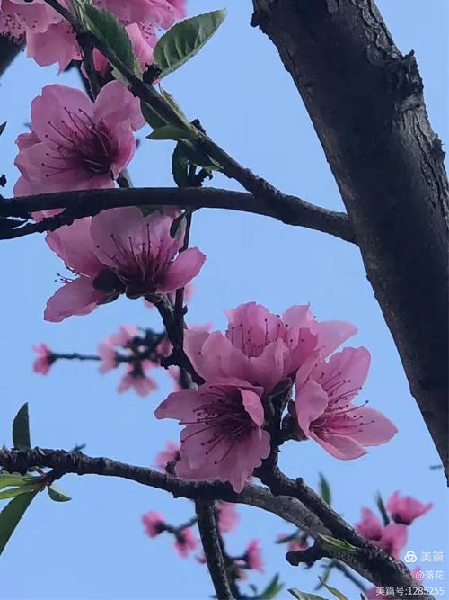 桃之夭夭,灼灼其华